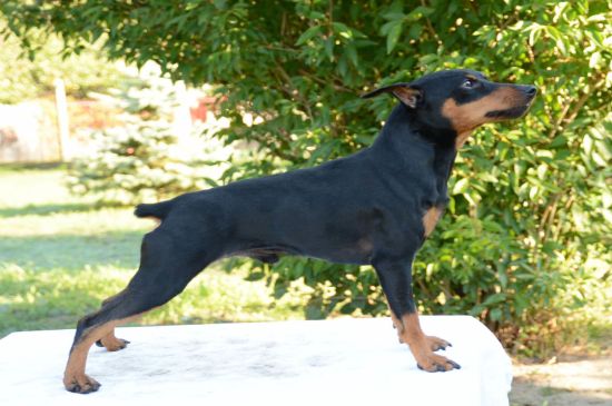 Pinscher Alemán perro