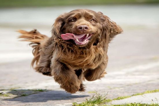 Spaniel de Sussex perro