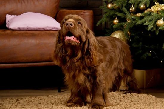 Sussex Spaniel Hund