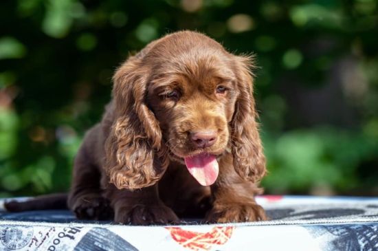 Spaniel de Sussex