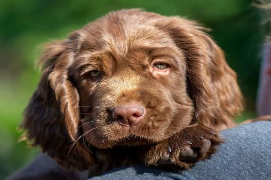 Spaniel de Sussex perro