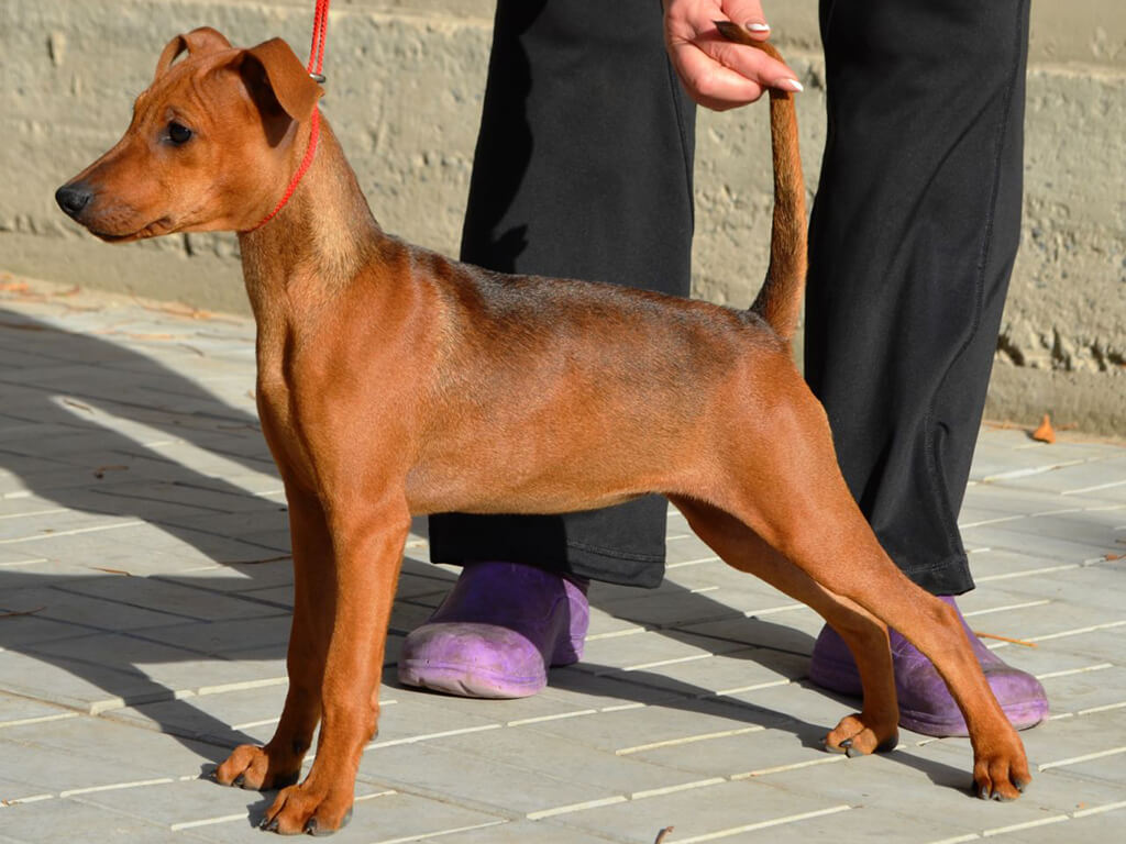 pelaje del Pinscher Alemán