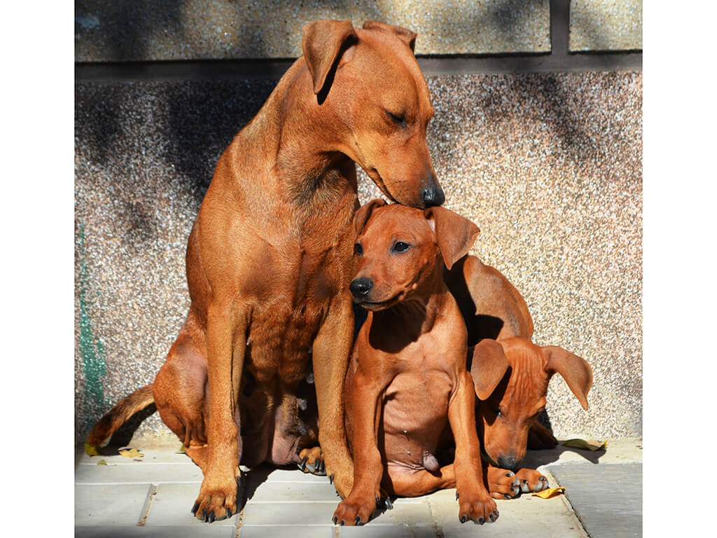 German Pinscher colors