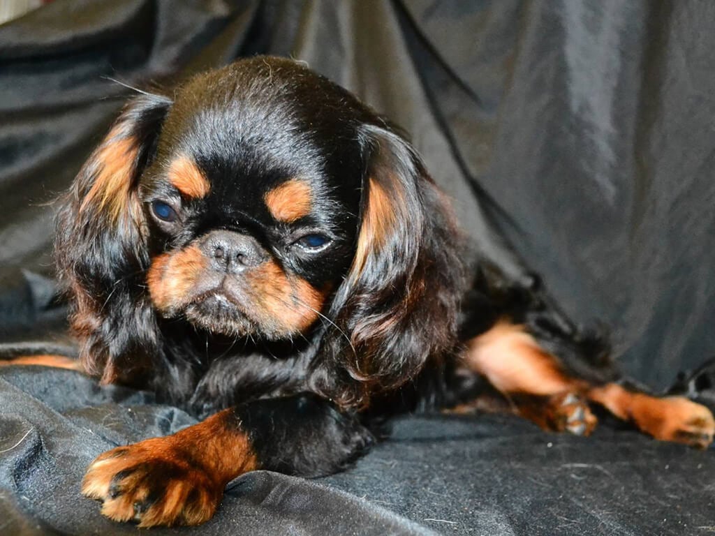 King Charles Spaniel colores