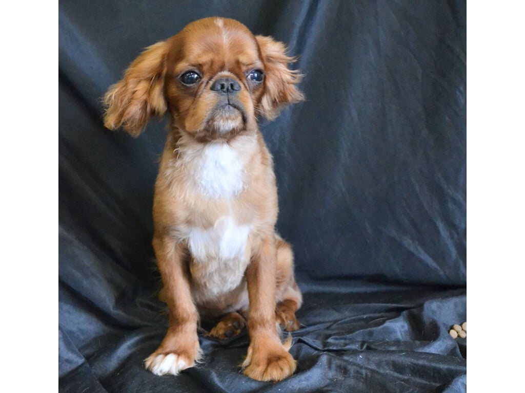 English Toy Spaniel colors