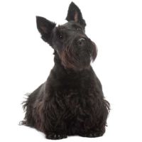 Schottischer Terrier