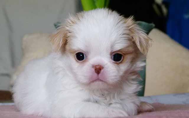 japanese spaniel white with fawn marking puppy image