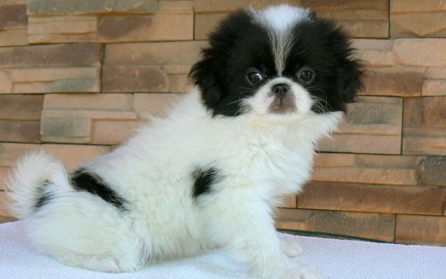 Japanese Chin colors
