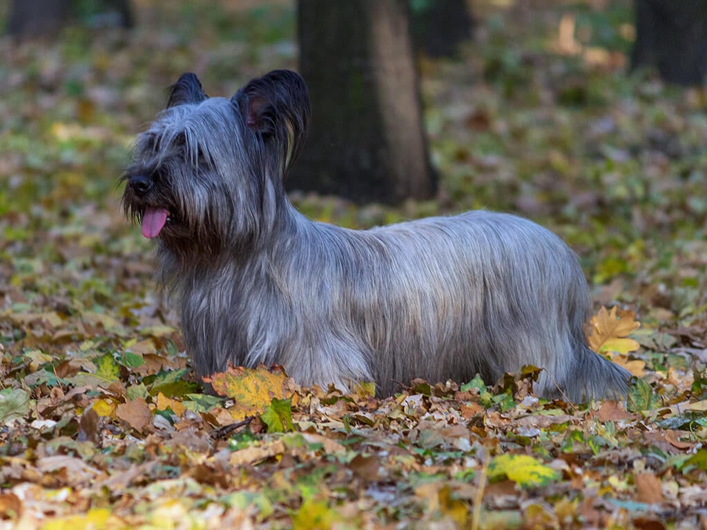 Skye Terrier coat