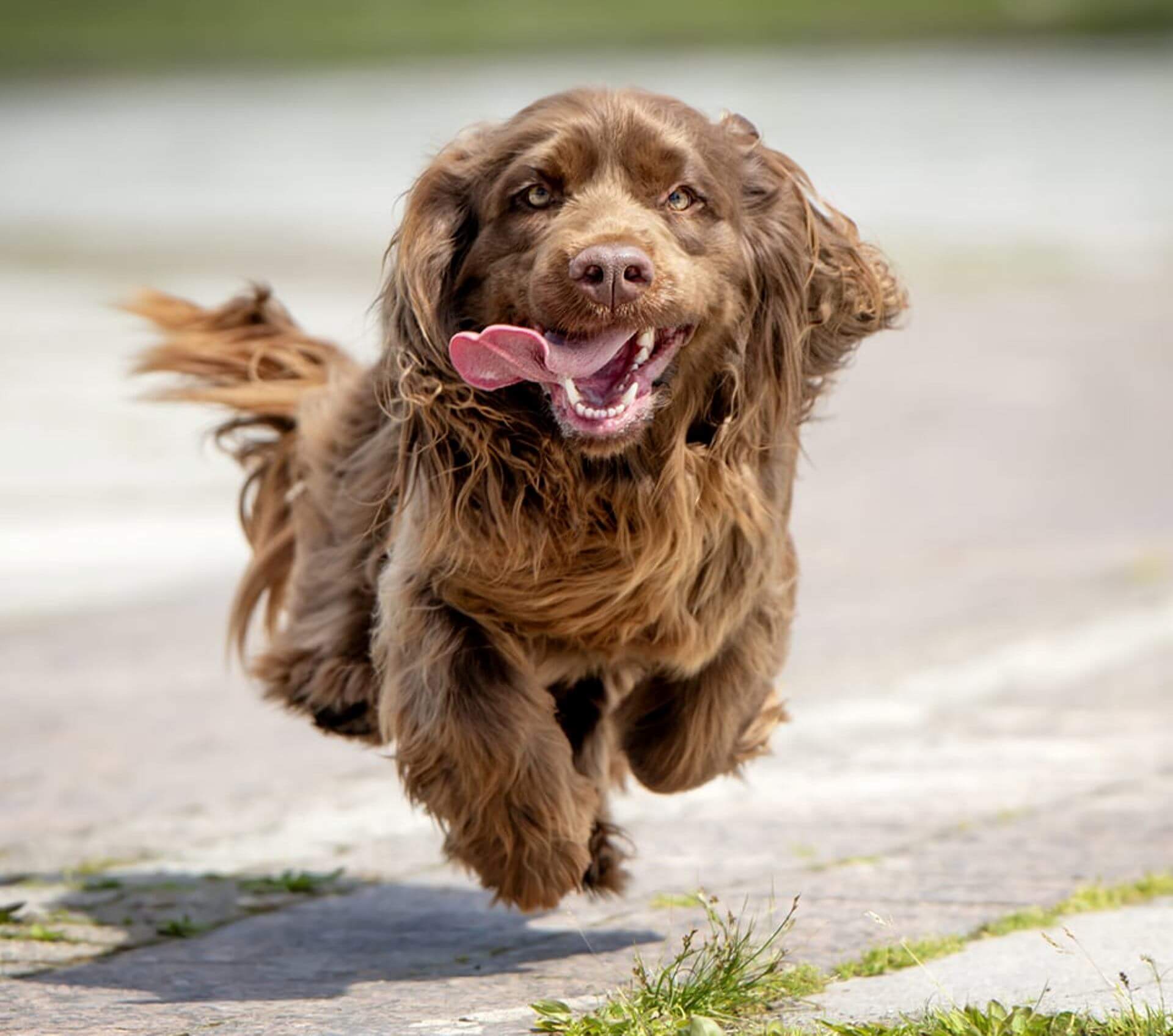 pelaje del Spaniel de Sussex