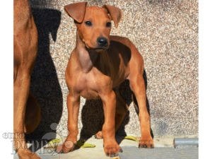 German Pinscher puppy for sale