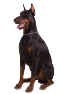 can a doberman pinscher live in brunei