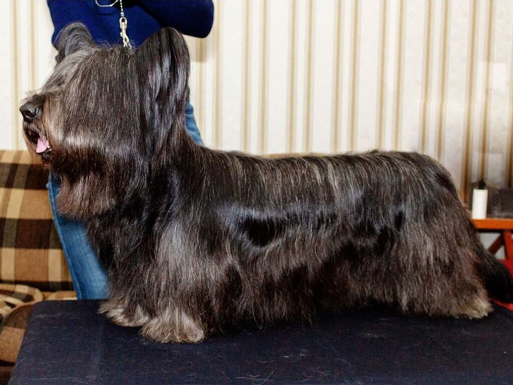 are skye terrier puppies lazy