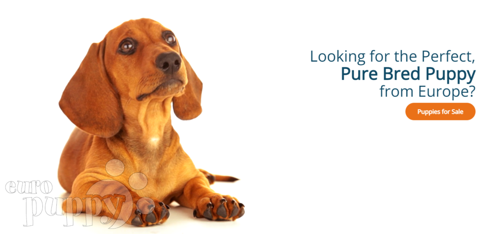 Discover the 10 Big Upgrades of Euro Puppy’s New Website’s