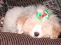 Sadie - Coton de Tulear, Euro Puppy review from United States