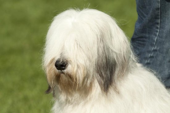 Tierra Baja Polaca Sheepdog perro