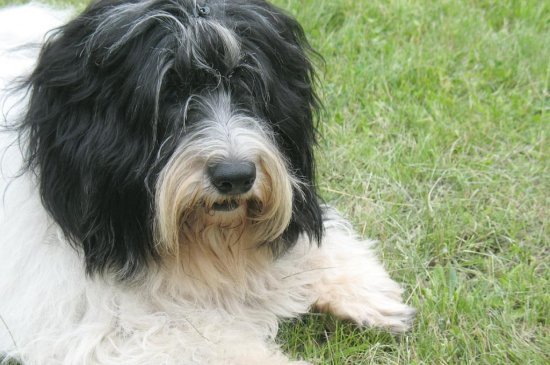 Tierra Baja Polaca Sheepdog