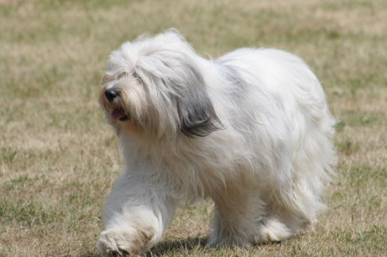 polish hound white image