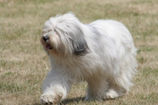 Tierra Baja Polaca Sheepdog perro