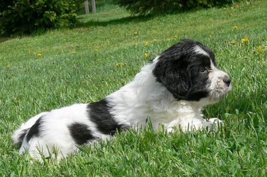 Tierra Baja Polaca Sheepdog perro