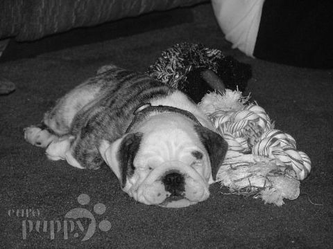 Noodles - Bulldog, Euro Puppy review from United States