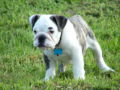Noodles - Bulldogge, Euro Puppy review from United States