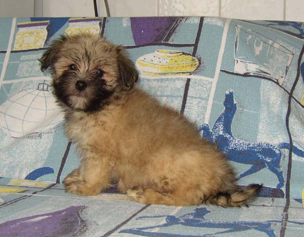 Bella - Havanese, Euro Puppy review from United States