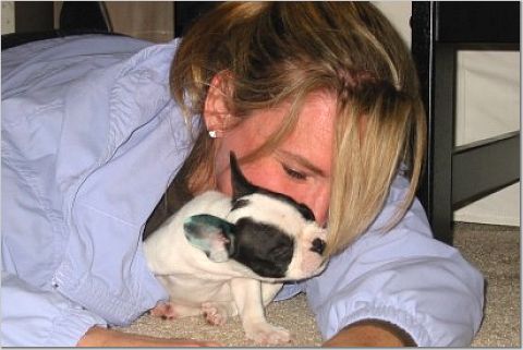 Elgi - French Bulldog, Euro Puppy review from United States