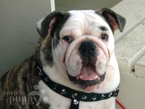 Noodles - Bulldogge, Euro Puppy Referenzen aus United States