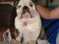 Noodles - Bulldogge, Euro Puppy Referenzen aus United States