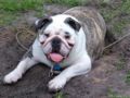Noodles - Bulldog, Euro Puppy review from United States