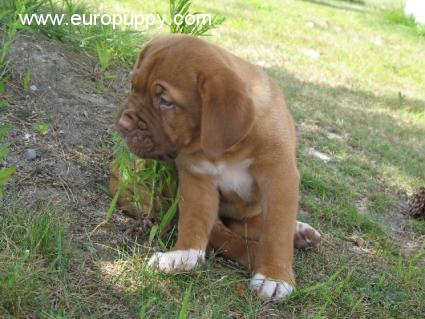 Angeline - Dogo de Burdeos, Referencias de Euro Puppy desde United States