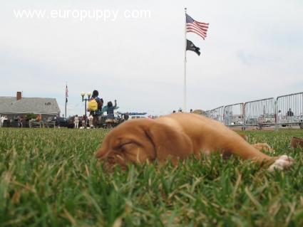 Angeline - Dogue de Bordeaux, Euro Puppy review from United States