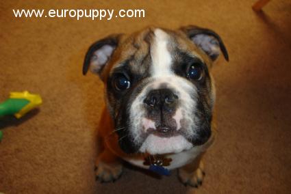 Frankie - Bulldog, Euro Puppy review from United States