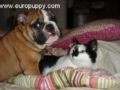 Frankie - Bulldog, Referencias de Euro Puppy desde United States