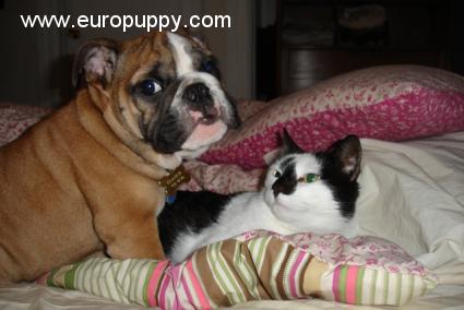 Frankie - Bulldogge, Euro Puppy review from United States