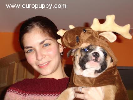 Frankie - Bulldogge, Euro Puppy review from United States