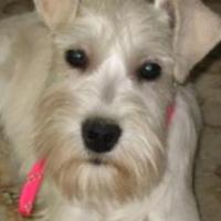 Miss Lilly - Miniature Schnauzer, Euro Puppy review from Qatar