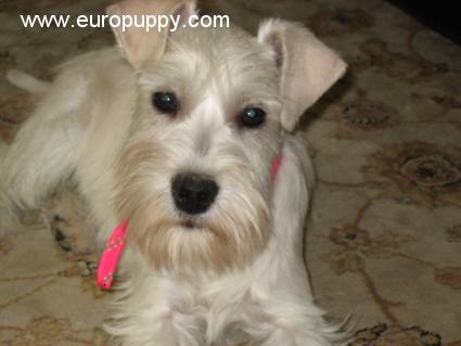 Miss Lilly - Schnauzer Miniatura, Euro Puppy review from Qatar