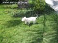 Miss Lilly - Miniature Schnauzer, Euro Puppy review from Qatar