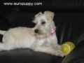 Miss Lilly - Schnauzer Miniatura, Euro Puppy review from Qatar