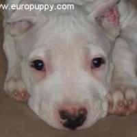 Leya - Argentine Dogo, Euro Puppy review from Canada