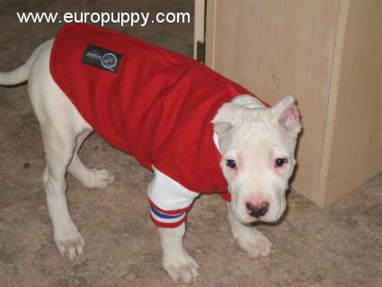 Leya - Argentinian Mastiff, Euro Puppy review from Canada