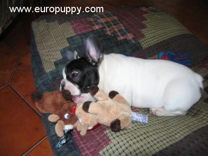 Juliette - Französische Bulldogge, Euro Puppy Referenzen aus Italy