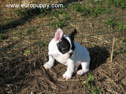 Juliette - French Bulldog, Euro Puppy review from Italy