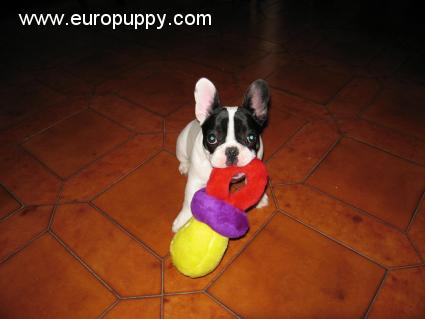Juliette - Französische Bulldogge, Euro Puppy Referenzen aus Italy