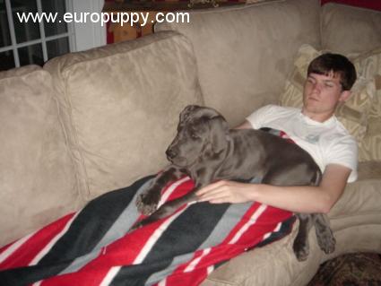 Velvet - Great Dane, Euro Puppy review from United States