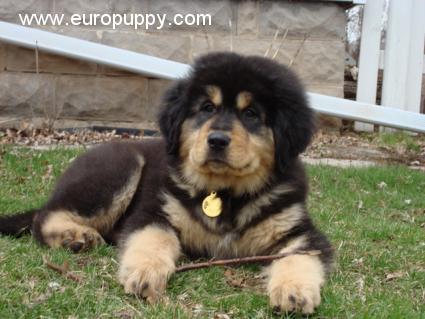 Norman - Mastín Tibetano, Euro Puppy review from United States
