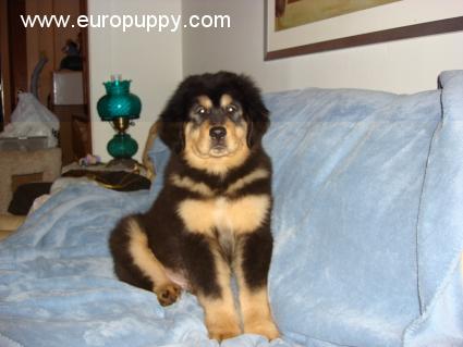 Norman - Mastín Tibetano, Euro Puppy review from United States