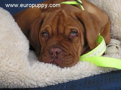 Sampson - Dogue de Bordeaux, Euro Puppy Referenzen aus United States